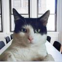 N-Cats Homies Icon