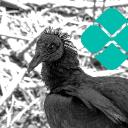 Organização Carniça Discord Server Banner