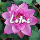 Lotus Discord Server Banner