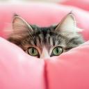 Kitty Leaks Discord Server Banner