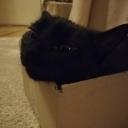 mental health and cats community Discord Server Banner