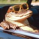 Apostados do Jota 💸 Discord Server Banner