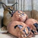 the fluff stash Discord Server Banner