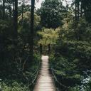 Forest Haven Discord Server Banner