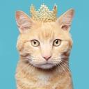 Empire of Cats Discord Server Banner