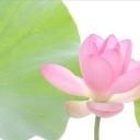 /cloverfield  ⋆˚꩜｡ ☘ Discord Server Banner