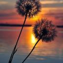 Die Hobbylosen Discord Server Banner