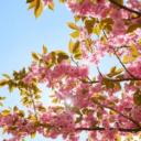 ₊˚ʚ  𝒯𝒽𝑒 𝒫𝓇𝒶𝒾𝓇𝒾𝑒 ₊˚✧ ﾟ Discord Server Banner