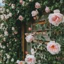 𐔌 . . fairy soirée﹒୨୧ Discord Server Banner