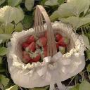 𝐅𝐞𝐫𝐧𝐰𝐨𝐨𝐝 𝐂𝐨𝐭𝐭𝐚𝐠𝐞 Discord Server Banner