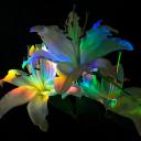 specimen Discord Server Banner