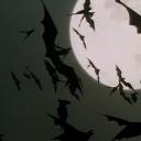 Vespertili Discord Server Banner