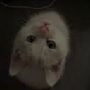 IRV Discord Server Banner