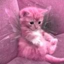 Your Fav Kitten Icon