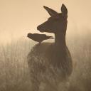 Animal Simulator Discord Server Banner