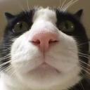 Katt•Giveaways•Gaming•Social Discord Server Banner