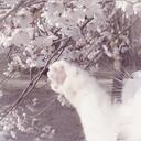 ℂ𝕙𝕖𝕣𝕣𝕪 𝕃𝕠𝕦𝕟𝕘𝕖 Discord Server Banner