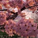 🌸𝑩𝒍𝒐𝒐𝒎𝒔 𝑭𝒂𝒎𝒊𝒍𝒚🌸 Discord Server Banner