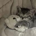 ⋆ ˚｡ 𝓢𝓽𝓮𝓻𝓷𝓮𝓷𝓼𝓽𝓾𝓫𝓮 ｡˚ Discord Server Banner