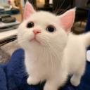 Free Nsfw Discord Server Banner