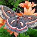 moth cocoon Discord Server Banner