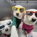 Social Circle HQ Discord Server Banner