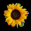 Stichting Zonnebloem Discord Server Banner