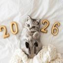 FESTIVE Discord Server Banner