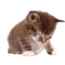 shy Discord Server Banner