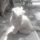 ✦ 𝗥𝗘𝗠𝗘𝗠𝗕𝗘𝗥𝗘𝗗 ✦ Discord Server Banner