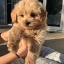 🌸maddie's island Discord Server Banner