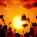 ✿❀ 𝚂𝚄𝙽𝚂𝙴𝚃 ❀✿ Discord Server Banner