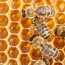 The Hive Discord Server Banner