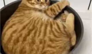 MeowCat Community Discord Server Banner