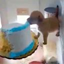 pollo con papa Discord Server Banner