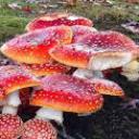 ✧✦✮∞ Kinoko’s Mushroom Palace∞✮✦ Discord Server Banner