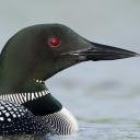 Minnesota Birding Discord Server Banner