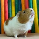 Guinea Pig Network Discord Server Banner