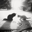 𝑩𝒍𝒐𝒐𝒎𝒆𝒓𝒔⋅˚†₊˖ ࣪♱ Discord Server Banner