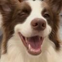Mongrel Mutts Discord Server Banner