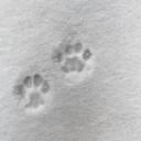 Dollescent Discord Server Banner