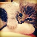 kitty emotes & stickers Discord Server Banner