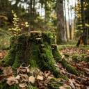 The Mossy Nest 🌿 Discord Server Banner