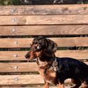 DogArea Discord Server Banner