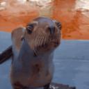 Sea Lion Discord Server Banner