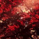 Solenai Discord Server Banner