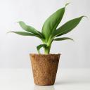 The Greenhouse Discord Server Banner