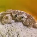 crab Icon
