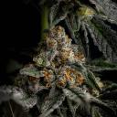 Sky Guys Podcast Discord Server Banner