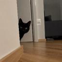 Cat's World Discord Server Banner